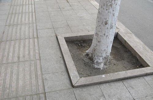 五蓮花樹(shù)坑石